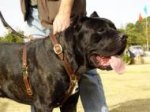 Cane Corso Leder Geschirr