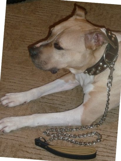 Hundeleine aus Metall für Amstaff