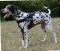 Bestseller Allwetter-Hundegeschirr aus Nylon für Dalmatiner