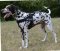 All Weather Dog Harness of Nylon for Dalmatian