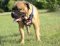 Hundegeschirr Leder Exklusiv für Bullmastiff | K9 Geschirr ➎