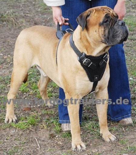 Bestseller Hundegeschirr aus Leder für Schutzhunde-Arbeit