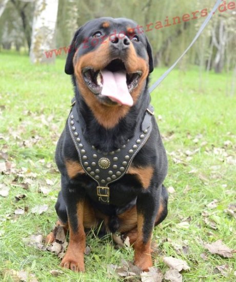 Rottweiler Hundegeschir Leder | Edles mit Nieten ❺❺❺