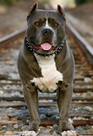 American Pitbull Collar Leather with 2 Rows of Spikes