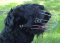 Bestseller Großer Drahtmaulkorb für Schwarzen Terrier