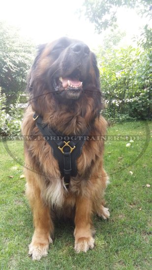 Bestseller Hundegeschirr Leder für Schutzhunde mit Luxus Design