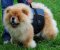 Chow-Chow Perfektes Geschirr mit Extra Griff, Outdoor