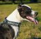 Pitbull Terrier Nylon Hundehasband mit Logos