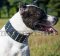 Genietetes Halsband für Amerikanischen Pitbull Terrier