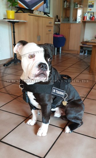 Bestseller Allwetter-Hundegeschirr aus Nylon für Amerikanische Bulldogge