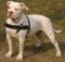 American Bulldog Walking Leather Dog Harness