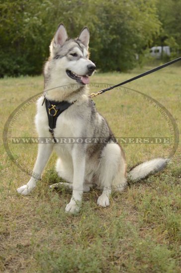 Luxus Hundegeschirr für Alaskan Malamute