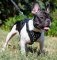 Hundegeschirr Leder für Französische Bulldogge, Extrakomfort