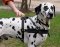 Dalmatian Tracking,Pulling,Walking Leather Dog Harness H5