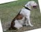 Dog Collar Nylon American Bulldog strong handy handle & buckle