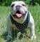 Spiked leather dog harnesses for English bulldog