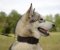 Husky Halsband | Hundehalsband Leder für Husky Training ✯