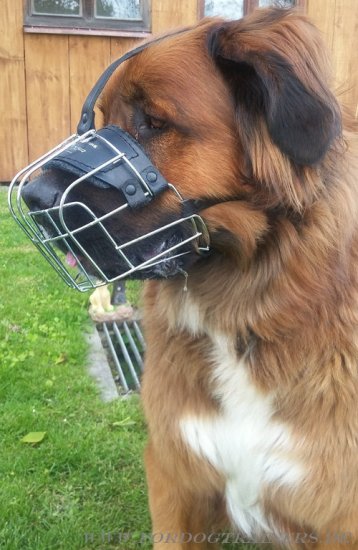 Wire Dog Muzzle for German Beardog