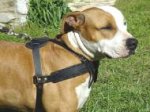 Renngeschirr Leder für Amstaff