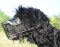 Wire Dog Muzzle for Black Terrier | Winter Cage Muzzle