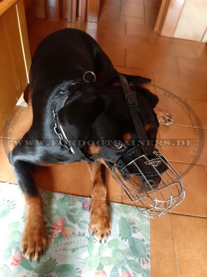 Rottweiler Wire Basket dog muzzle