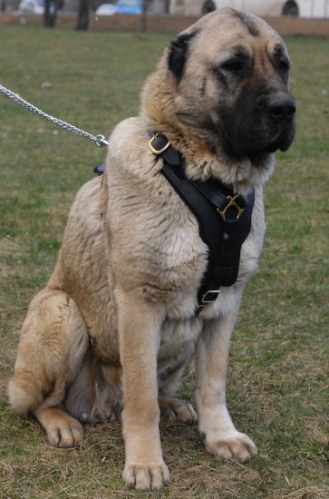 Bestseller Luxus Gepolstertes Leder Kaukasischer Owtscharka-Hundegeschirr