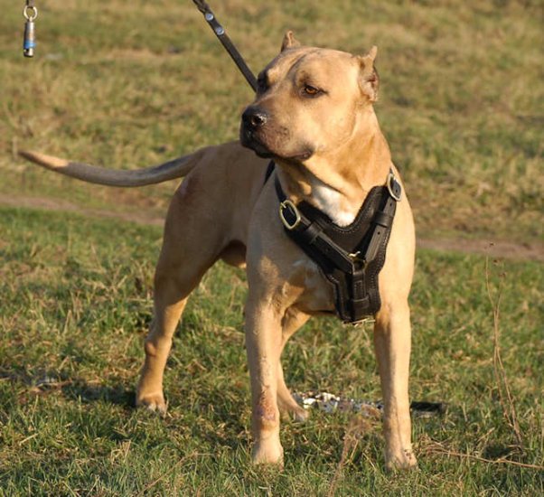 Hetz Hundegeschirr aus Leder für Amerikanischen Pitbull - zum Schließen ins Bild klicken