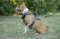 Dog Harness Leather for Amstaff, Barbed Wire Design!