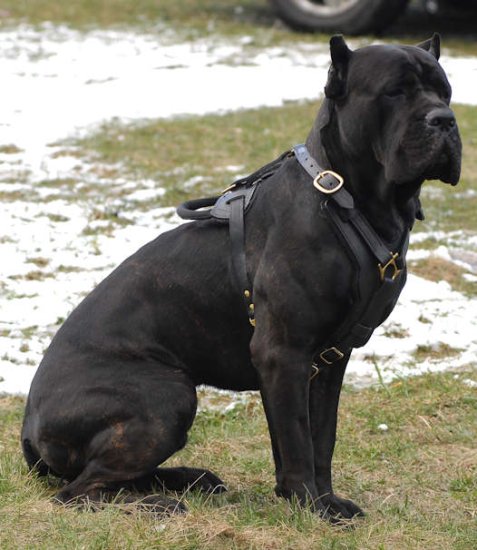 Bestseller Cane Corso Edles Hundegeschirr aus Leder - zum Schließen ins Bild klicken