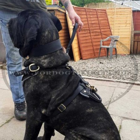 Bestseller Cane Corso Edles Hundegeschirr aus Leder