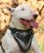 Bullterrier Hetz-Angriffs-Hundegeschirr aus Leder