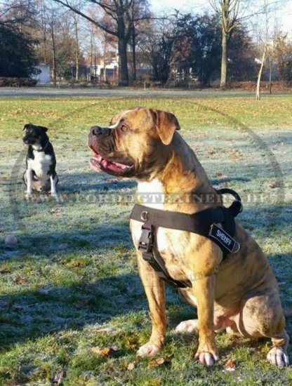 Bestseller Allwetter-Hundegeschirr aus Nylon für Amerikanische Bulldogge