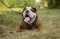 Walking Harness for English Bulldog | Exclusive Leather Harness
