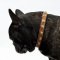 Studded Collar Leather | French Bulldog Collar with Studs