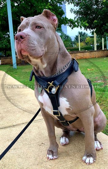 Tracking Walking leather dog harness for American Pitbull