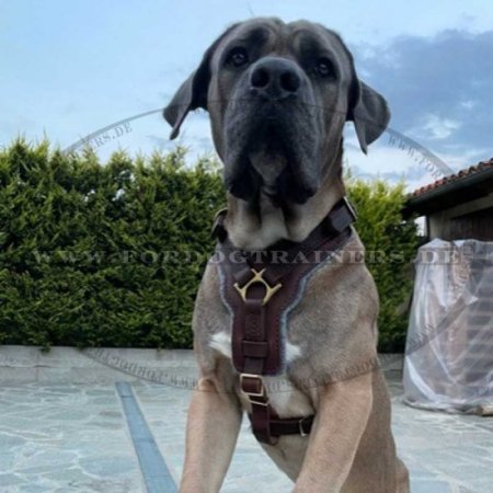 Bestseller Cane Corso Edles Hundegeschirr aus Leder