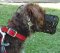 Handmade Dog Muzzle of Leather for Poodle