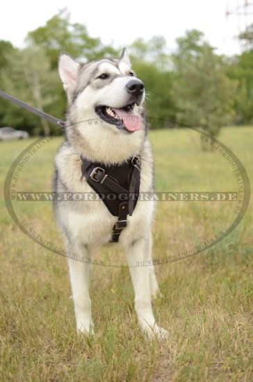 Hetzgeschirr für Hundesport und Hundeausbildung Alaskan Malamut