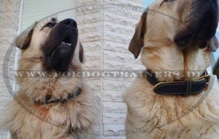 Bestseller Royal Hundehalsband aus Leder mit Nappapolsterung