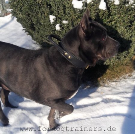 Bestseller Cane Corso Halsband Leder mit Griff, Erstklassig