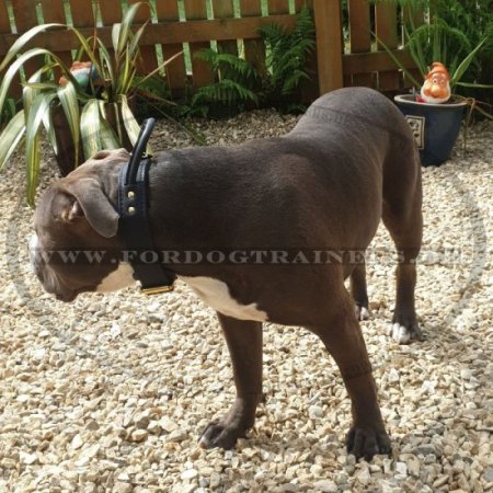 Halsband aus Leder mit Griff für Amerikanische Bulldogge