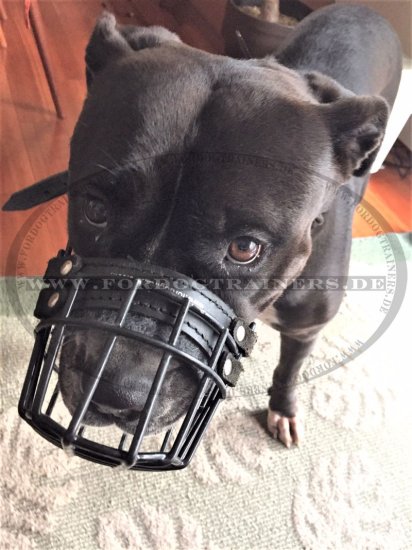 Wire Dog Muzzle for Pit Bull, covered with black rubber