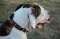 Amerikanische Bulldogge Nieten Halsband, Exklusiv
