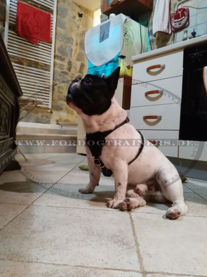 Bestseller Hundegeschirr aus Leder für Französische Bulldogge
