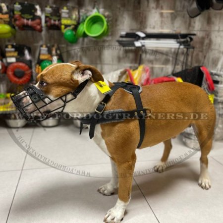 Jogging Harness of Leather for Amstaff