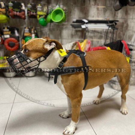 Renngeschirr Leder für Amstaff