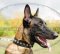 Faszinierendes Hundehalsband Nylon Malinois mit Silberpyramiden