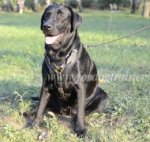 Labrador Hundegeschirr aus Leder Superqualität
