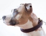 Hundehalsband aus Leder für Amstaff mit Handgeflecht