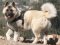 Bestseller K9 Hundegeschirr Nylon für Husky, Akita und ähnliche Hunderass